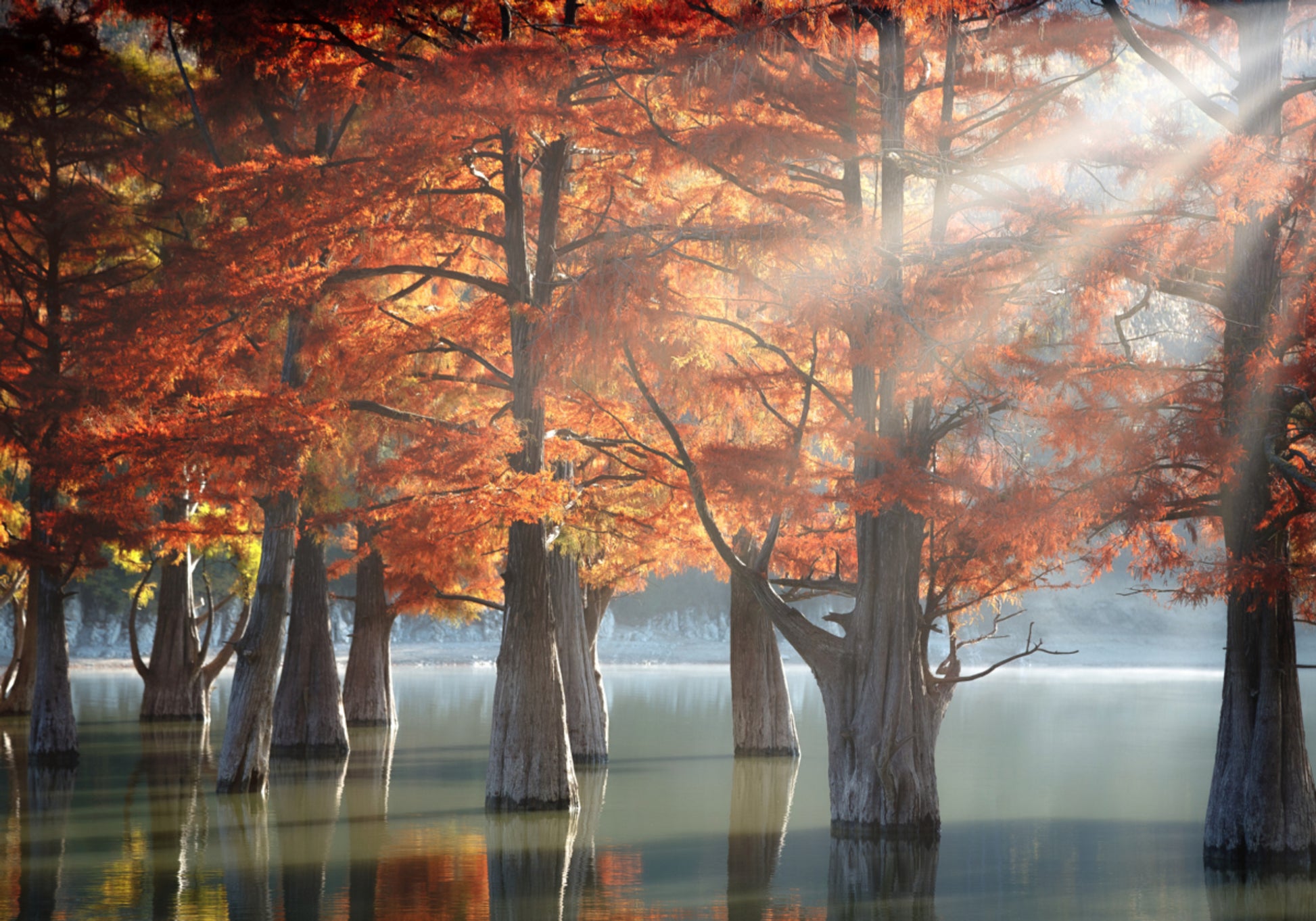 Golden Fall Cypress Lake