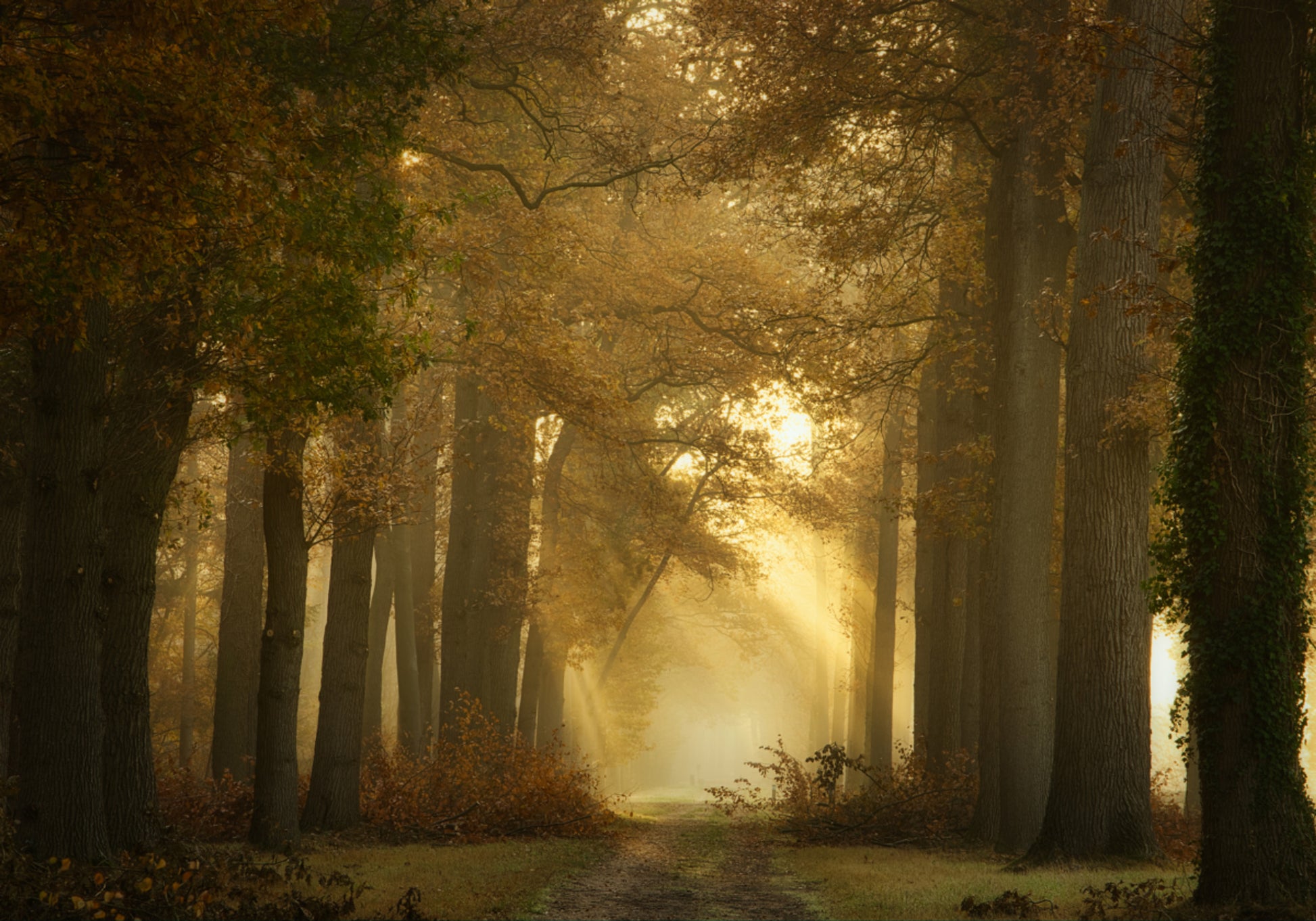 Goldener Morgenwaldweg