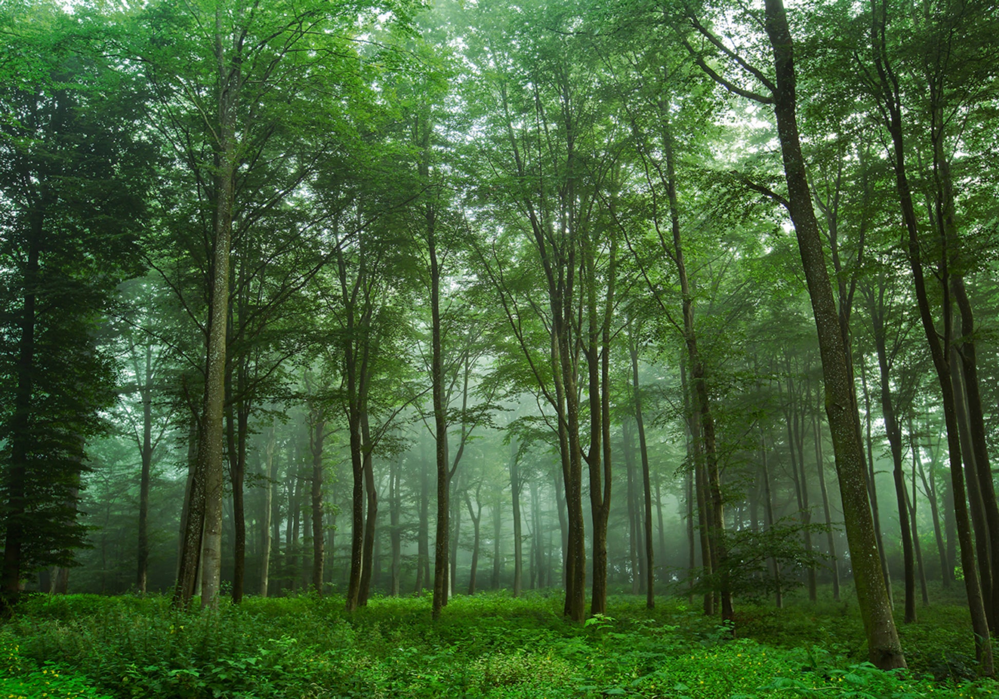 Zauberwaldnebel
