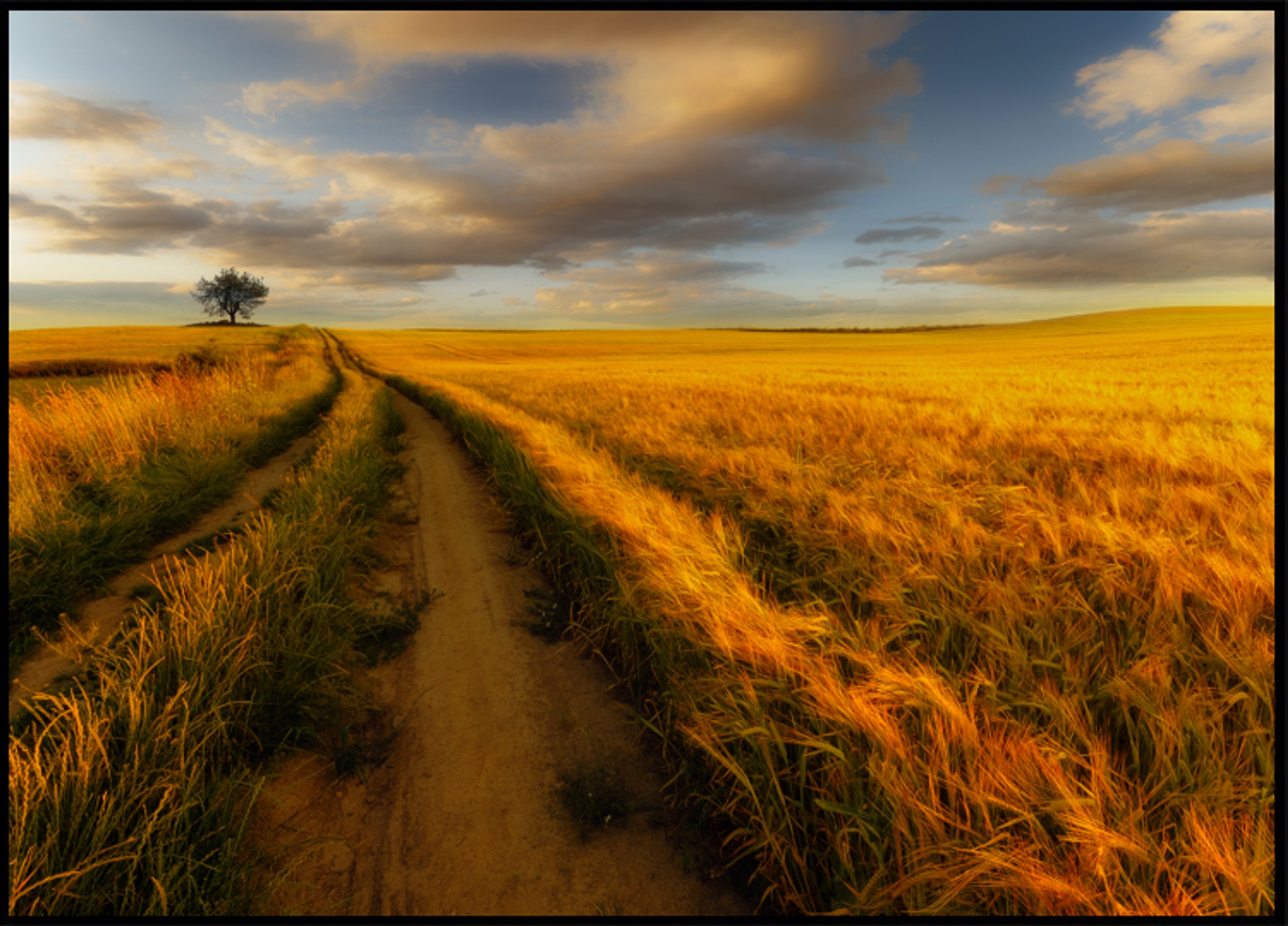 Goldener Weizenfeldpfad