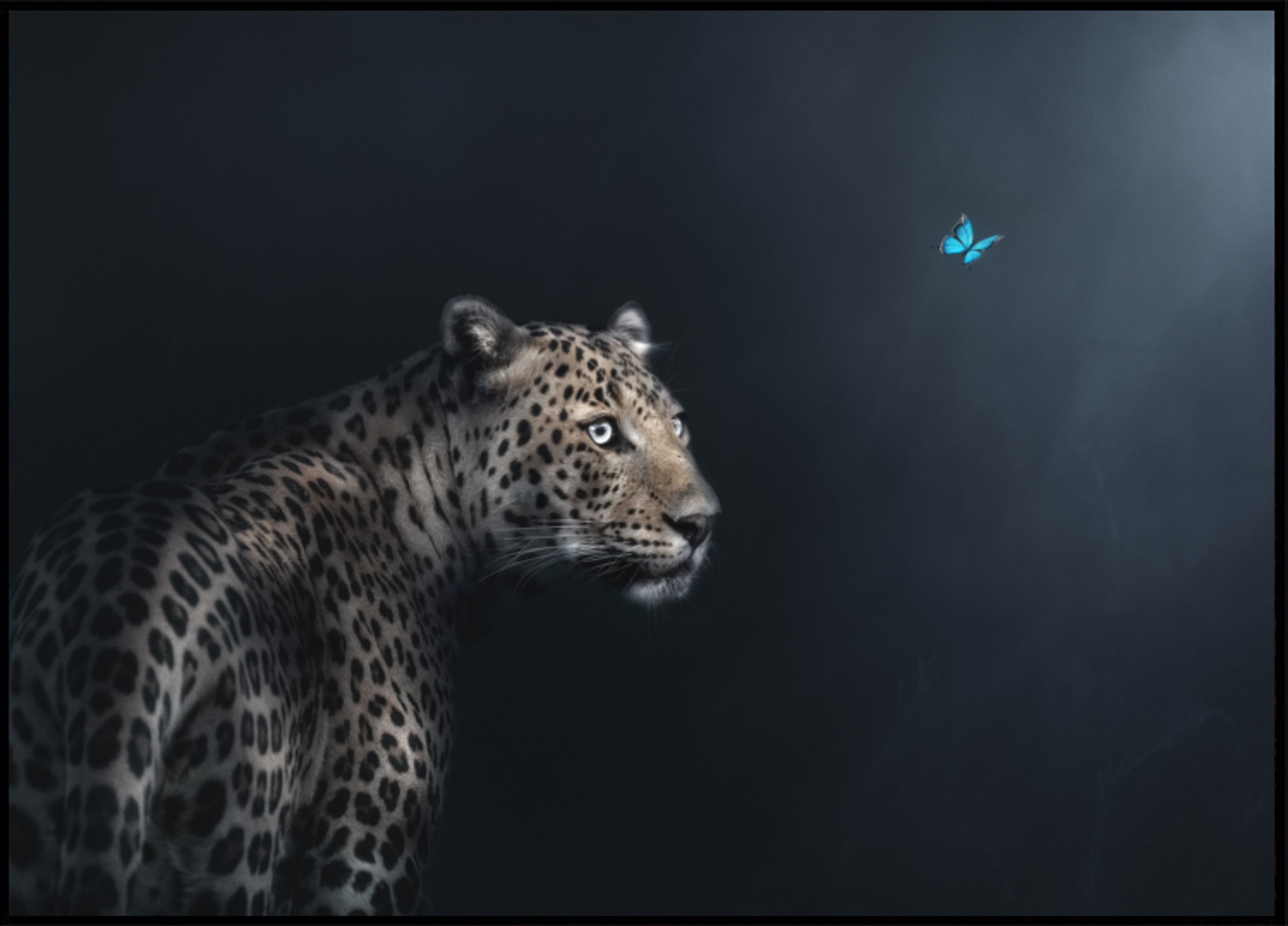 Leoparden-Schmetterlingsgaze