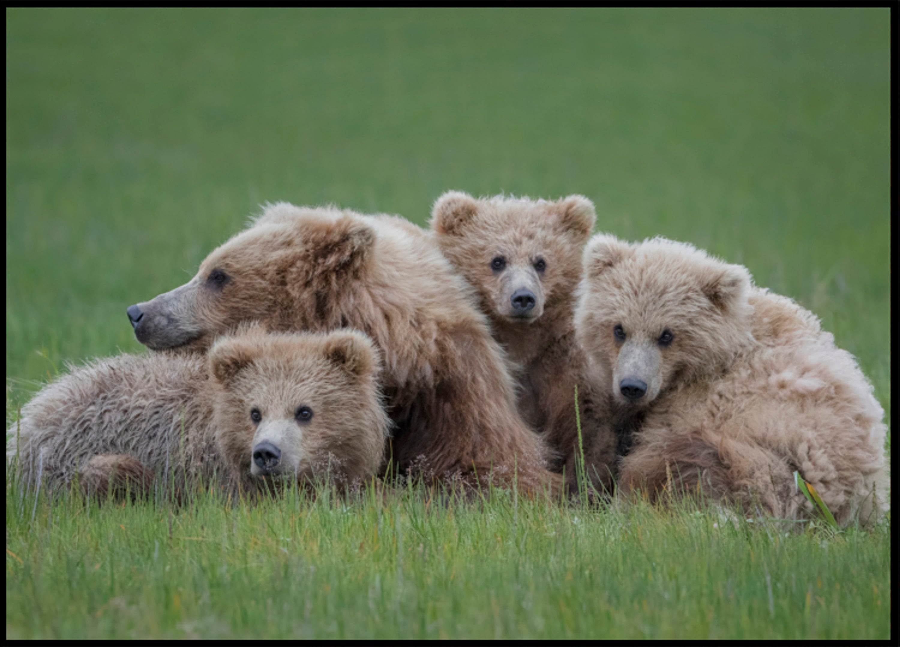Braunbärenfamilie