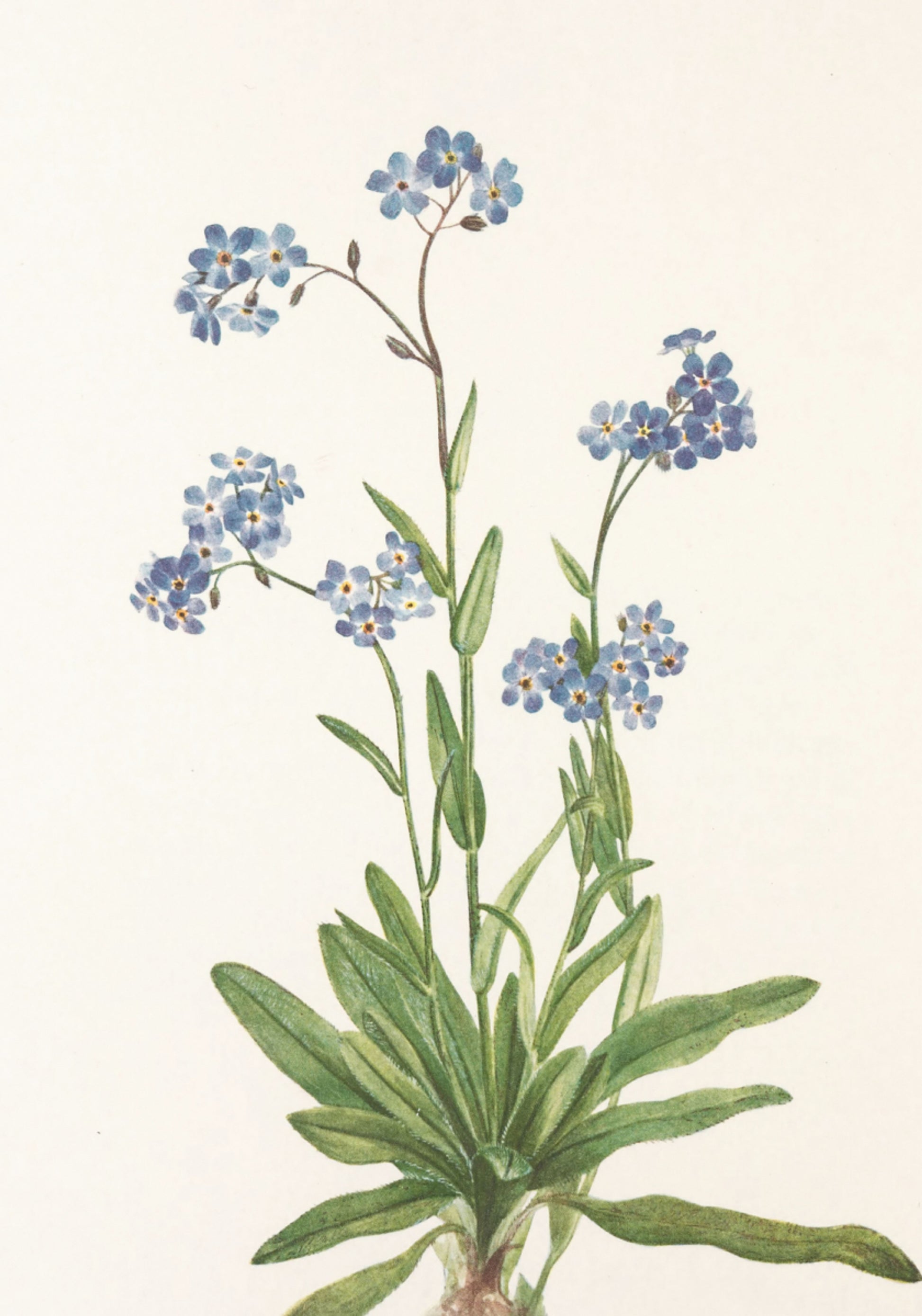 Alpines Vergissmeinnicht aus nordamerikanischen Wildblumen (1925) von Mary Vaux Walcott