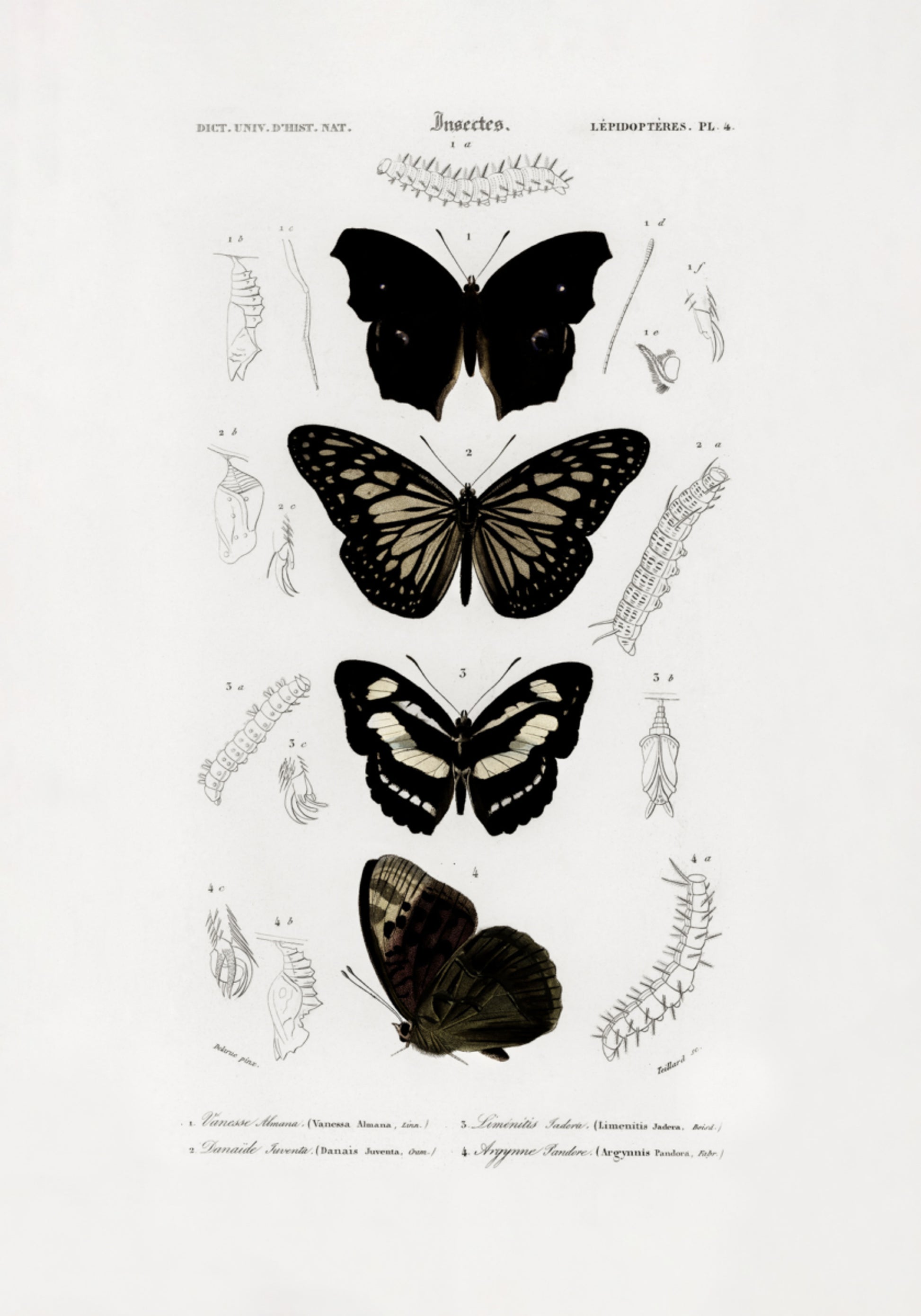 Sammlung von Schmetterlingen 01