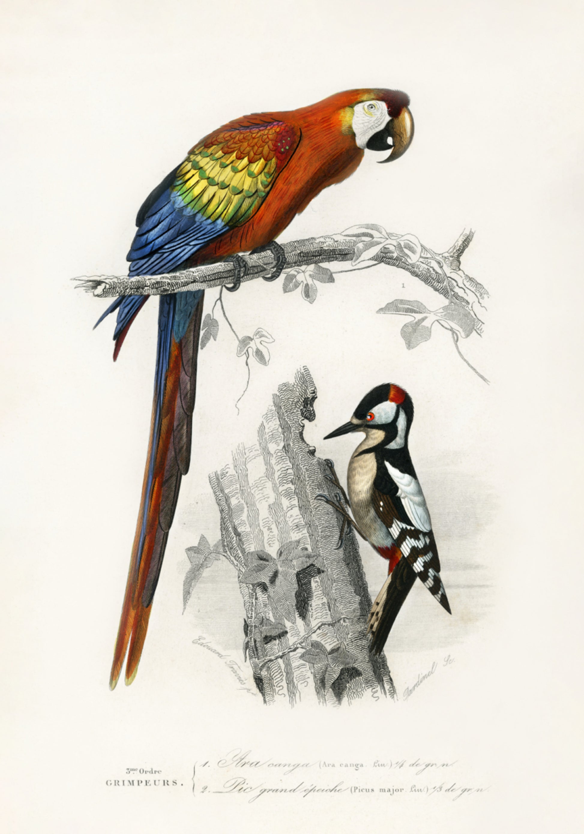 Vögel II