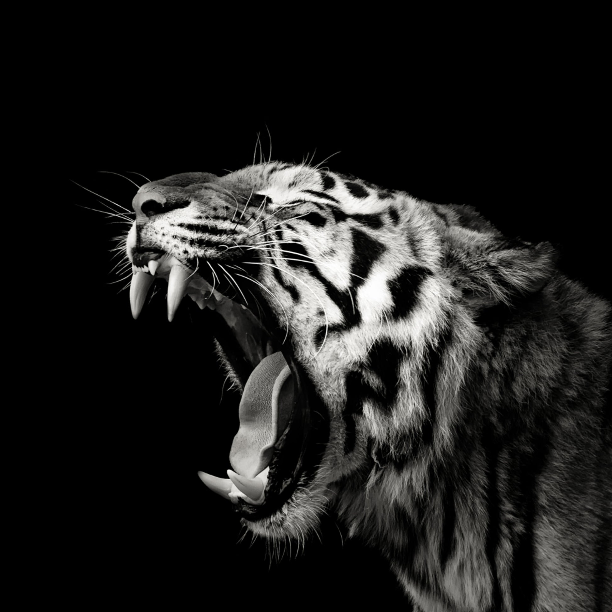 Porträt eines brüllenden Tigers
