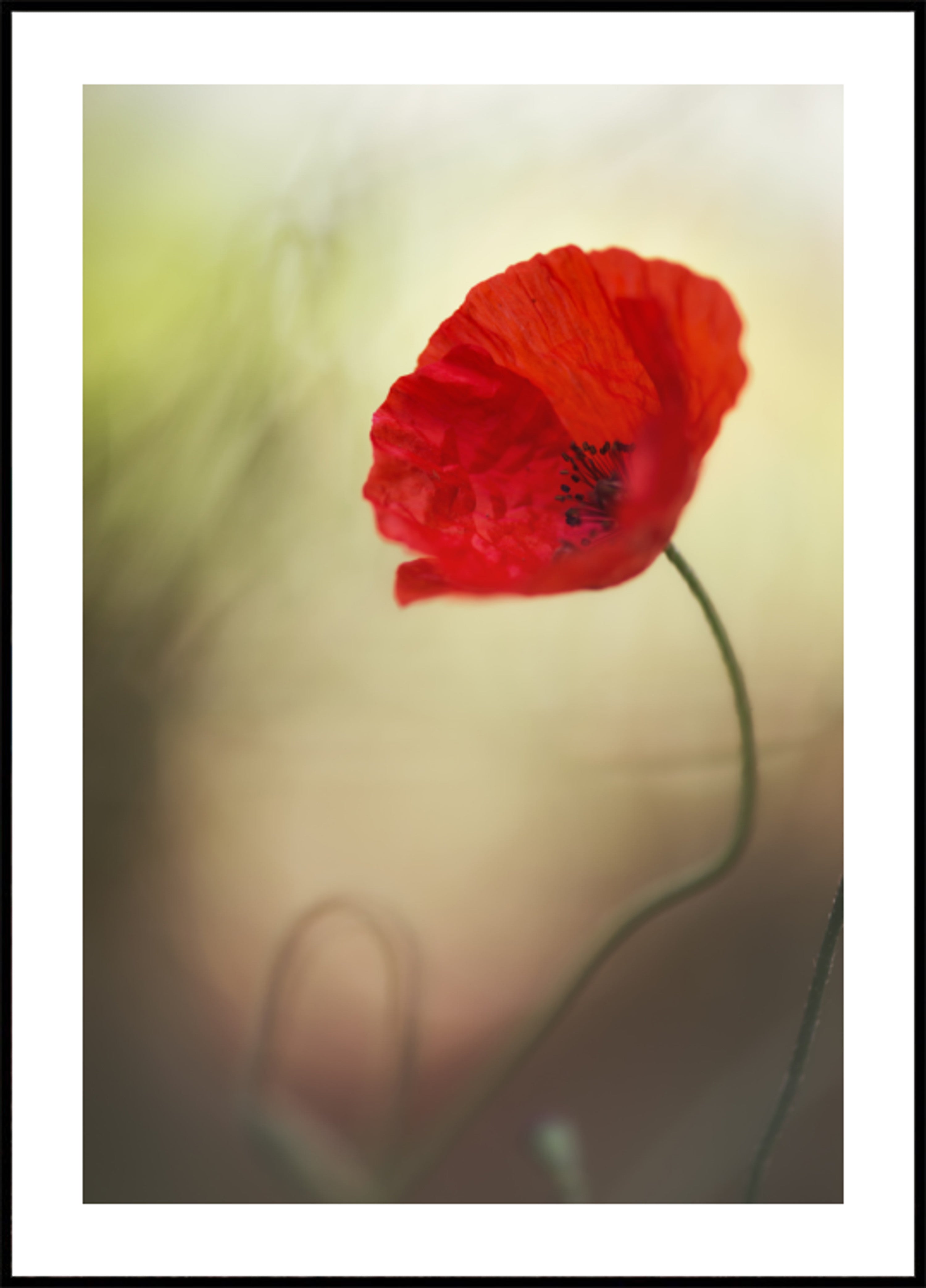 Lebendige rote Mohnblume