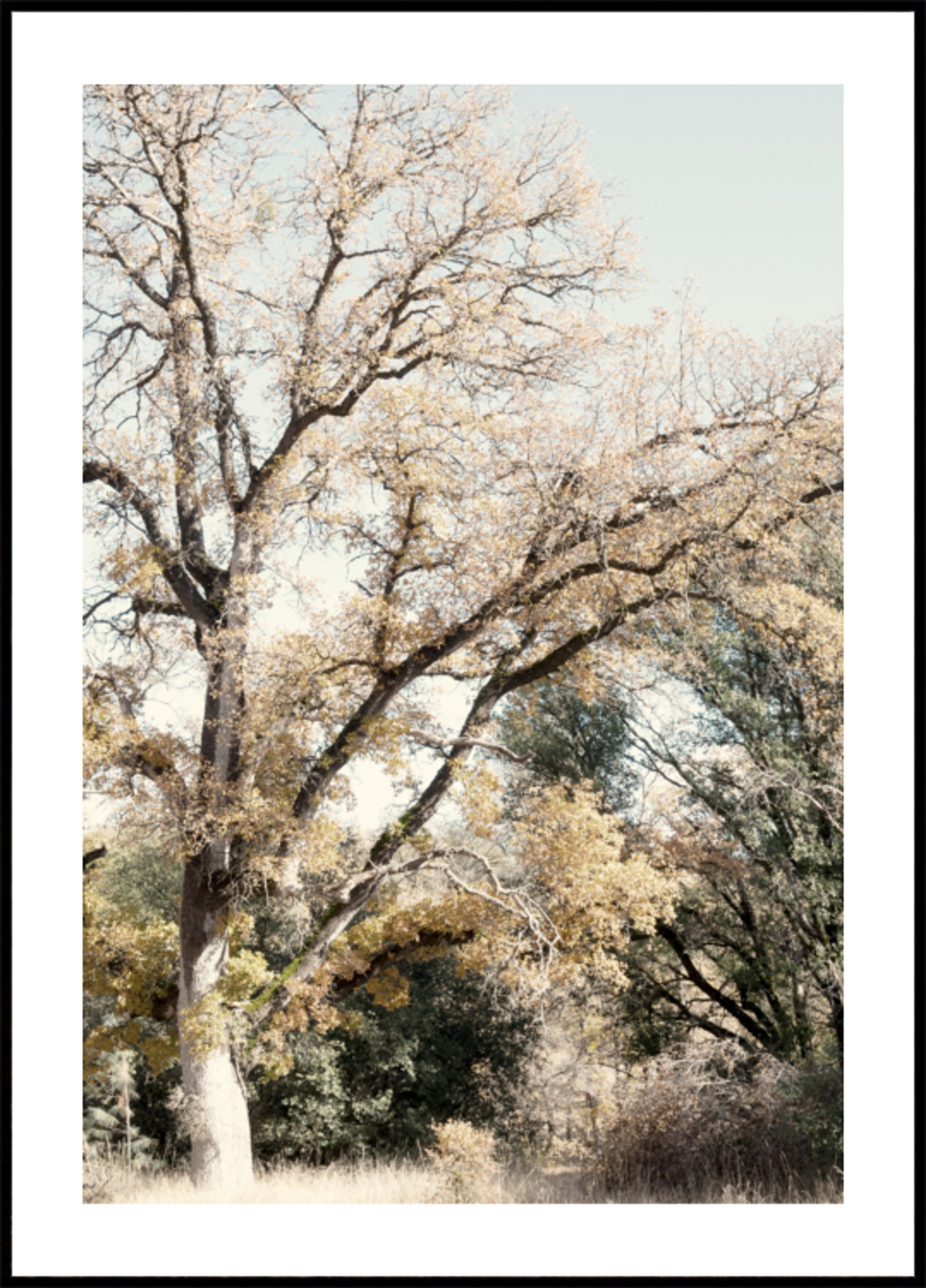 Goldener Herbstwald