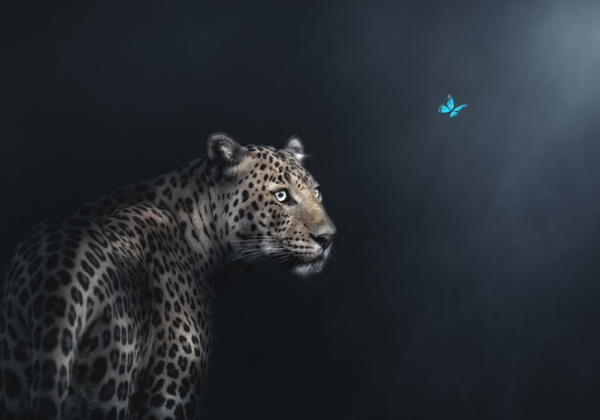 Leoparden-Schmetterlingsgaze