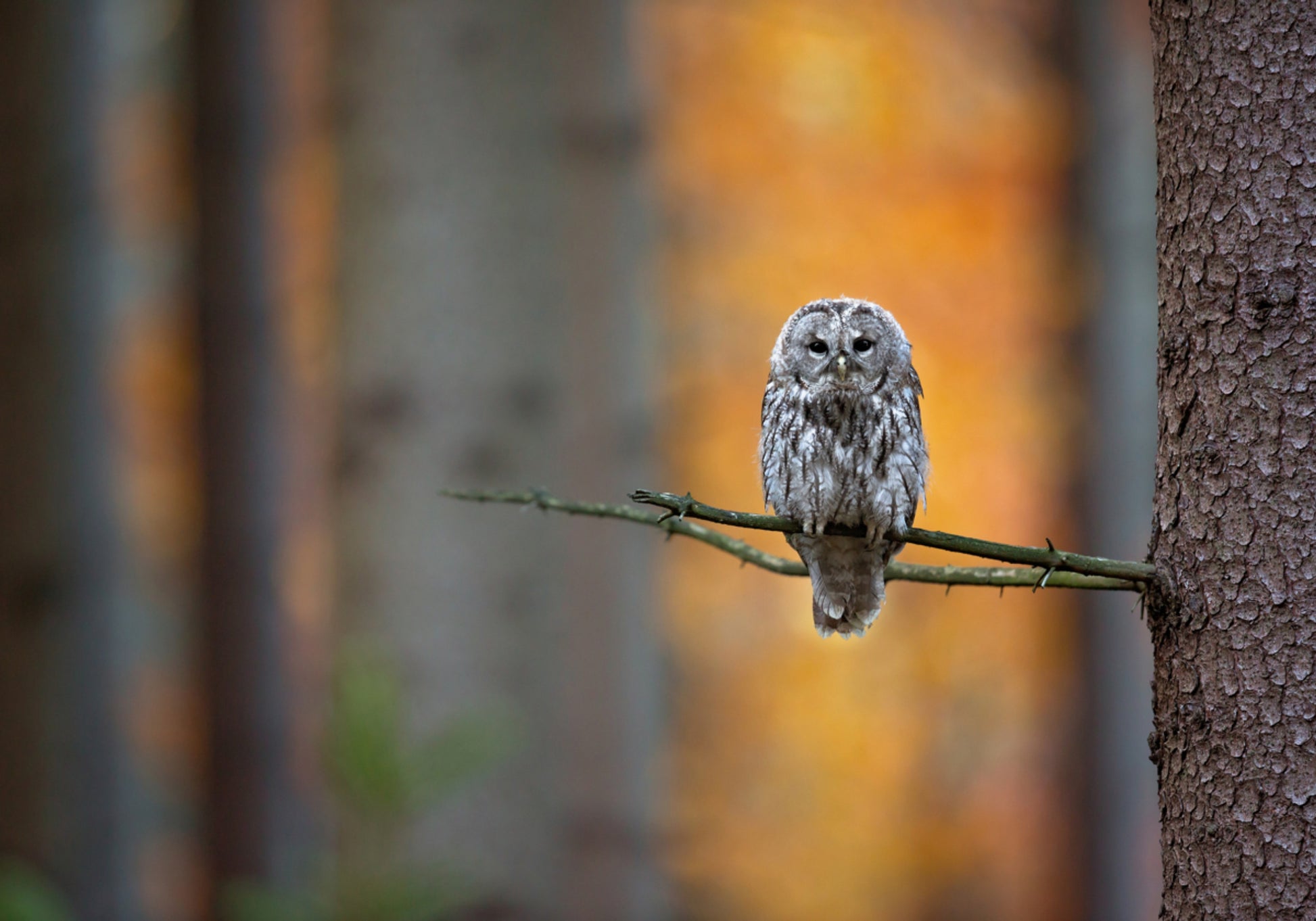 Herbstlicher Eulenblick