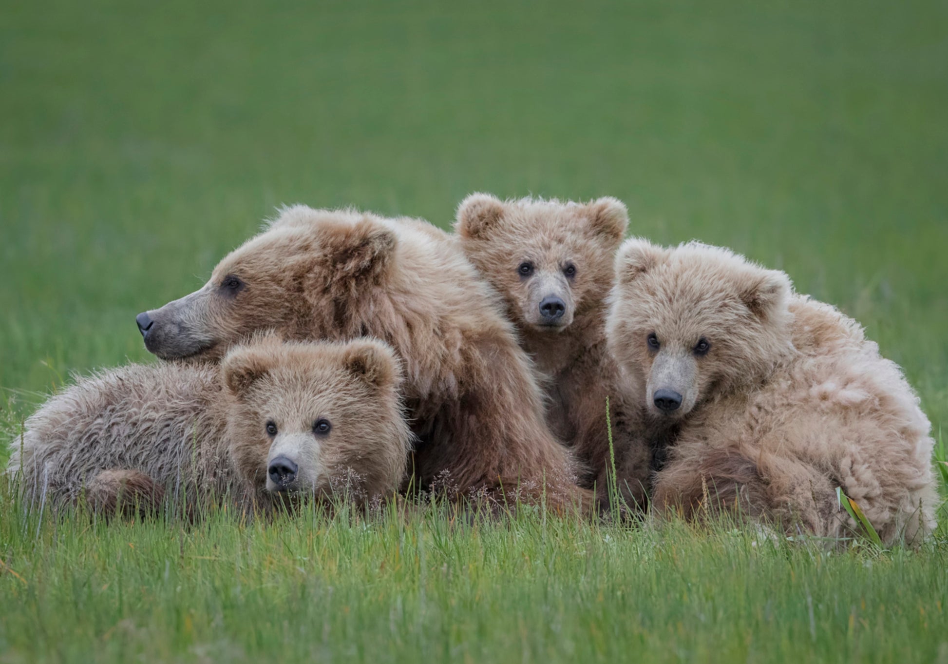 Braunbärenfamilie