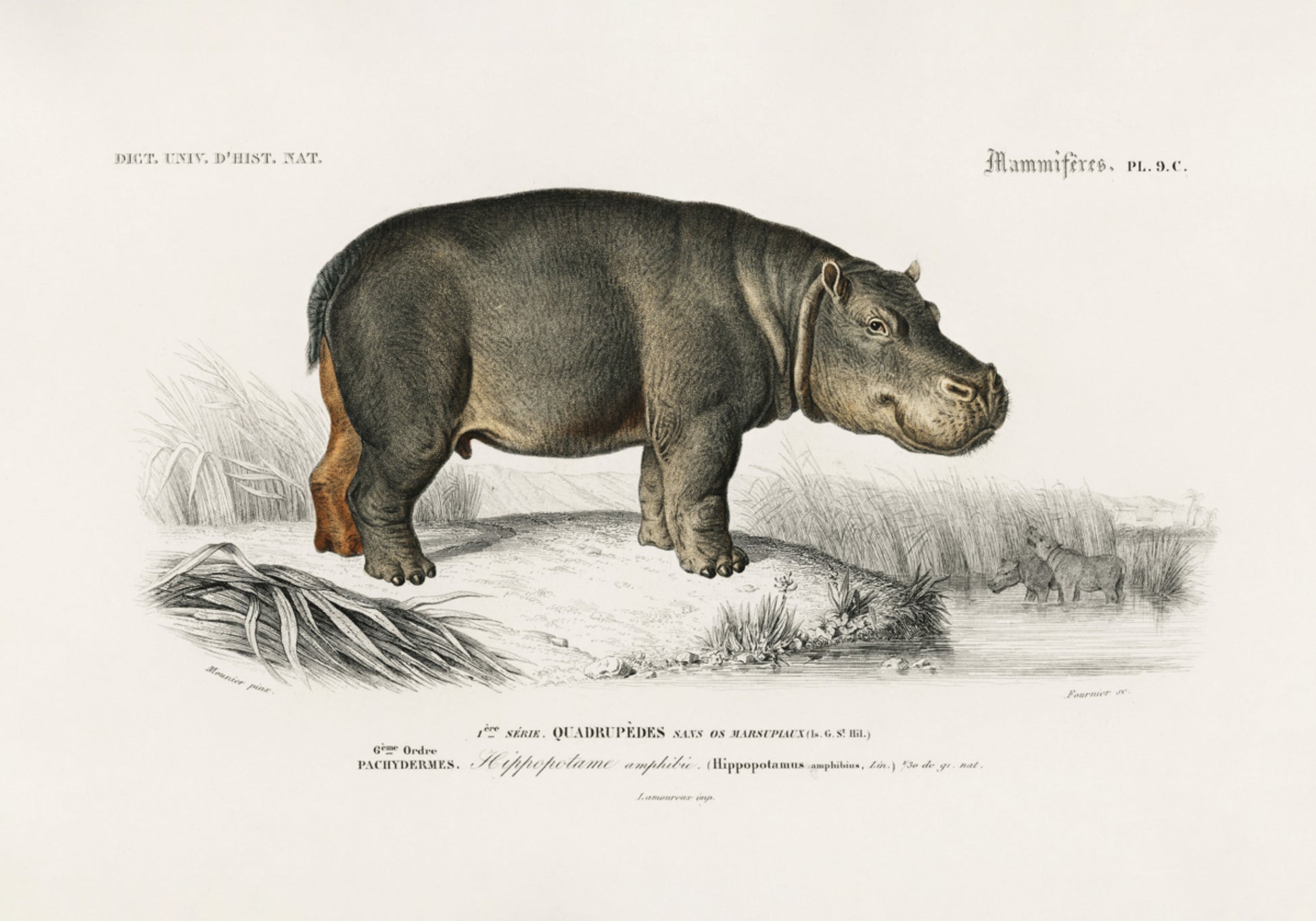 Nilpferd