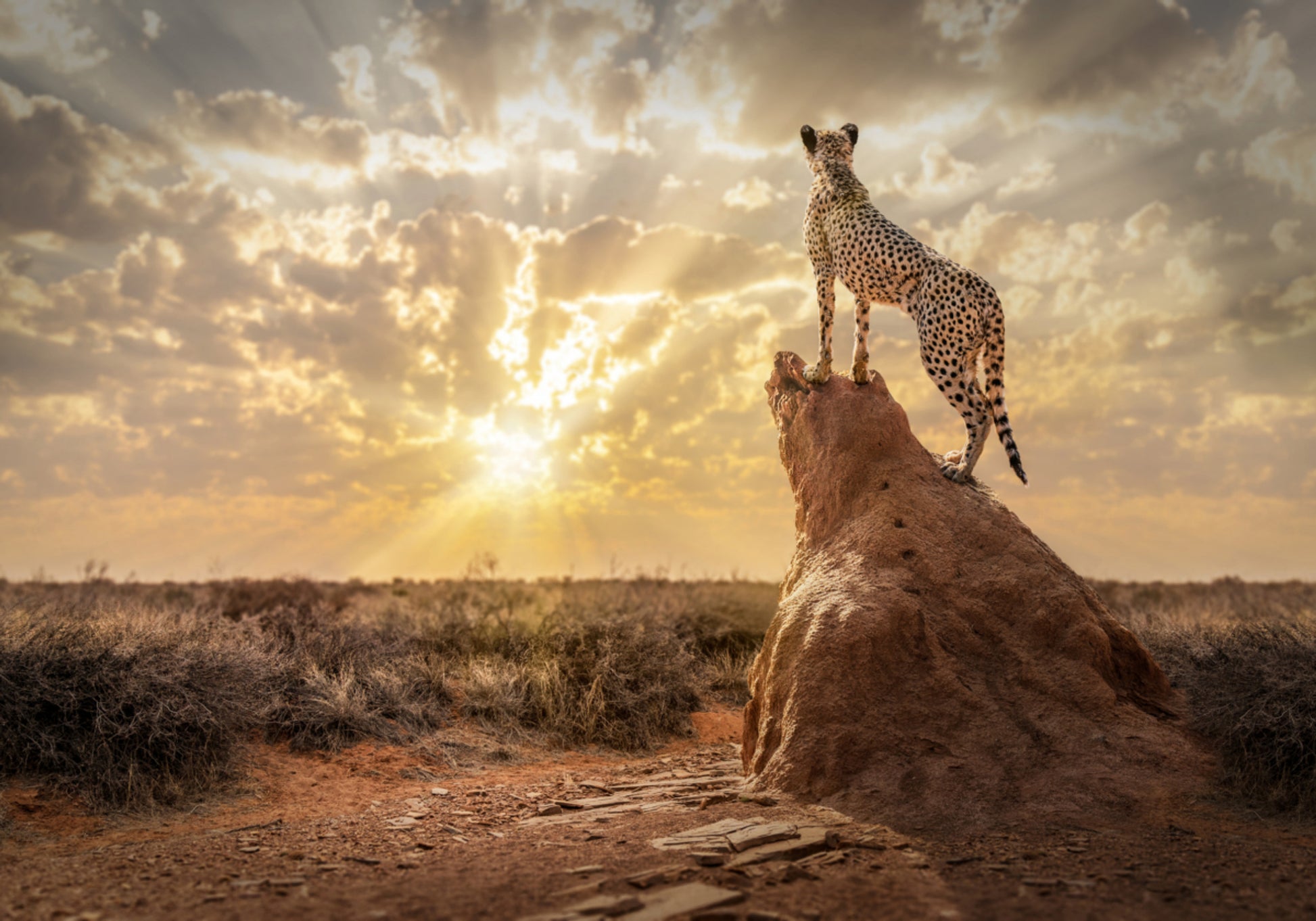 Gepard bei Sonnenuntergang