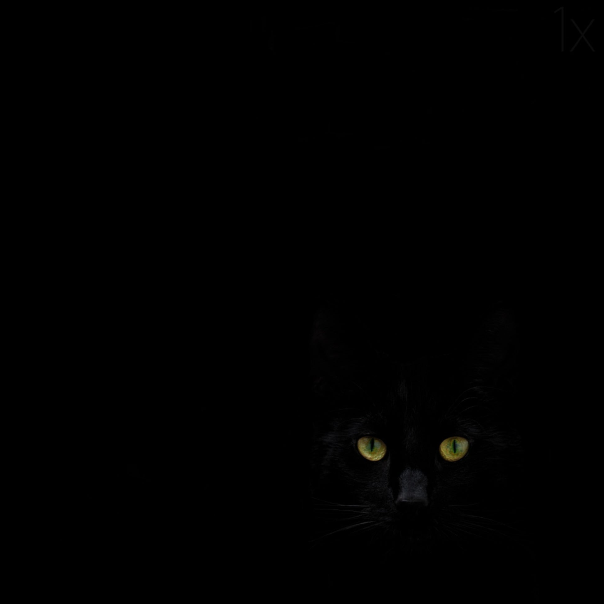 Der Blick der schwarzen Katze