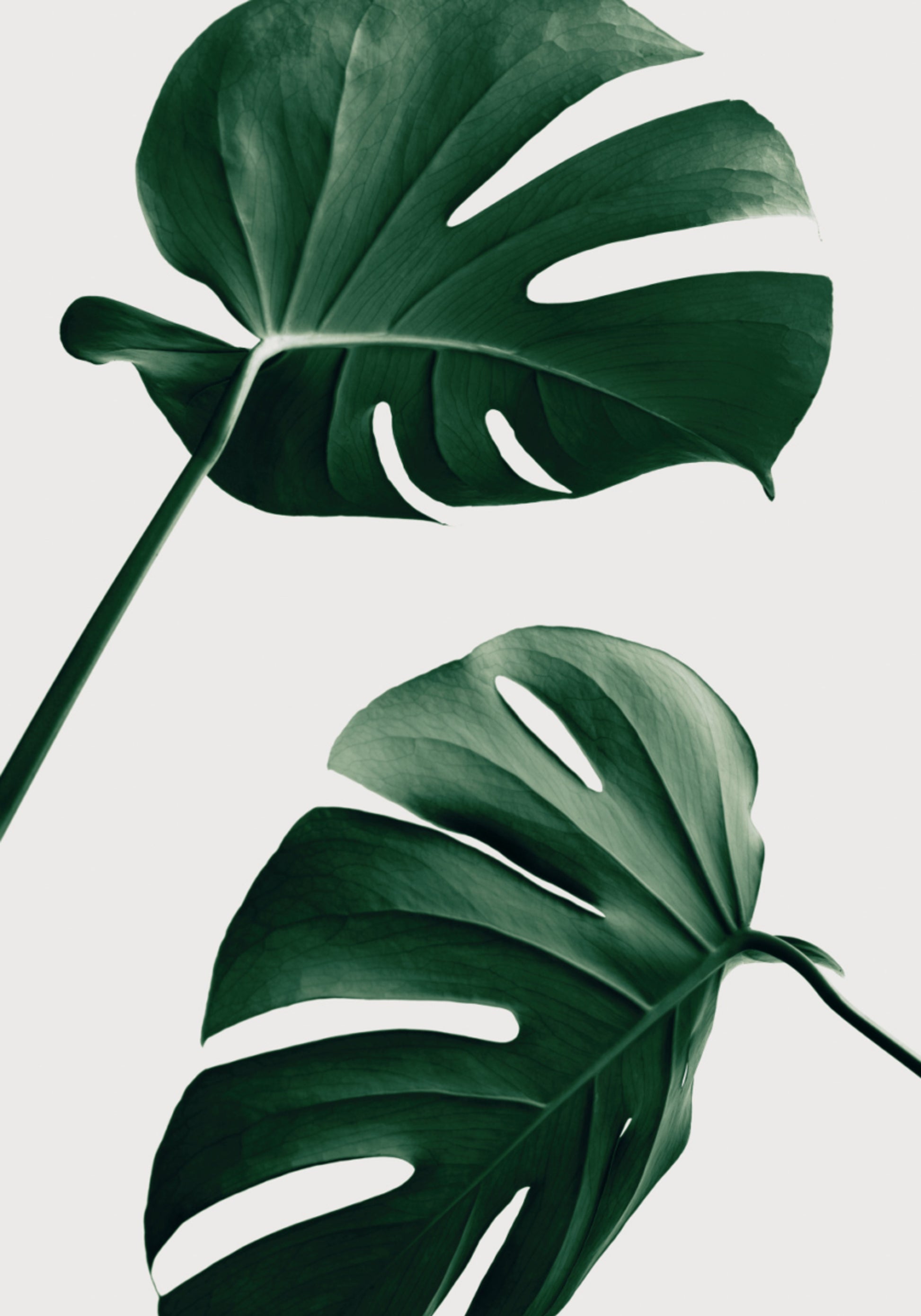 Tropische Monstera-Blätter