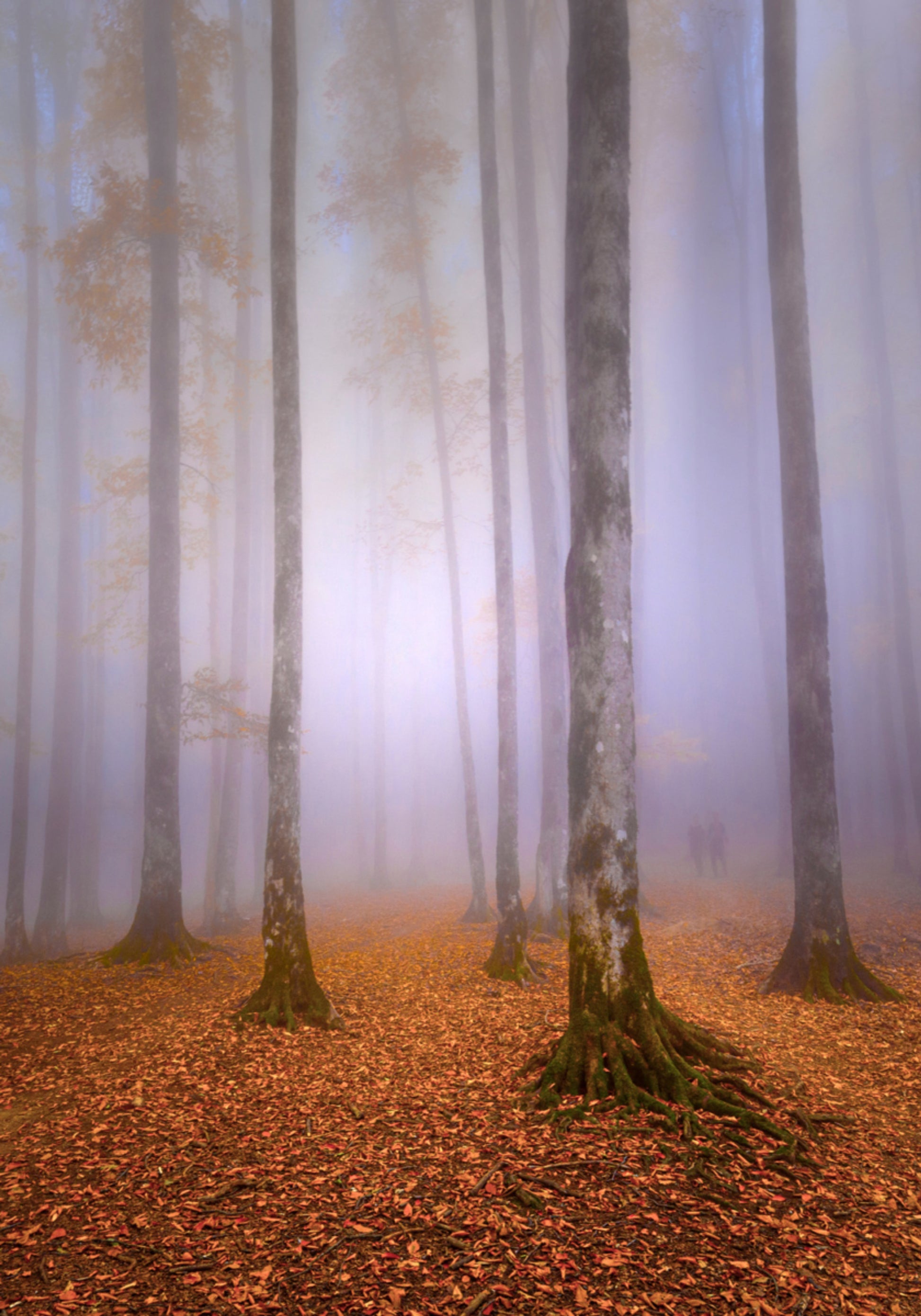 Nebliger Herbstwald