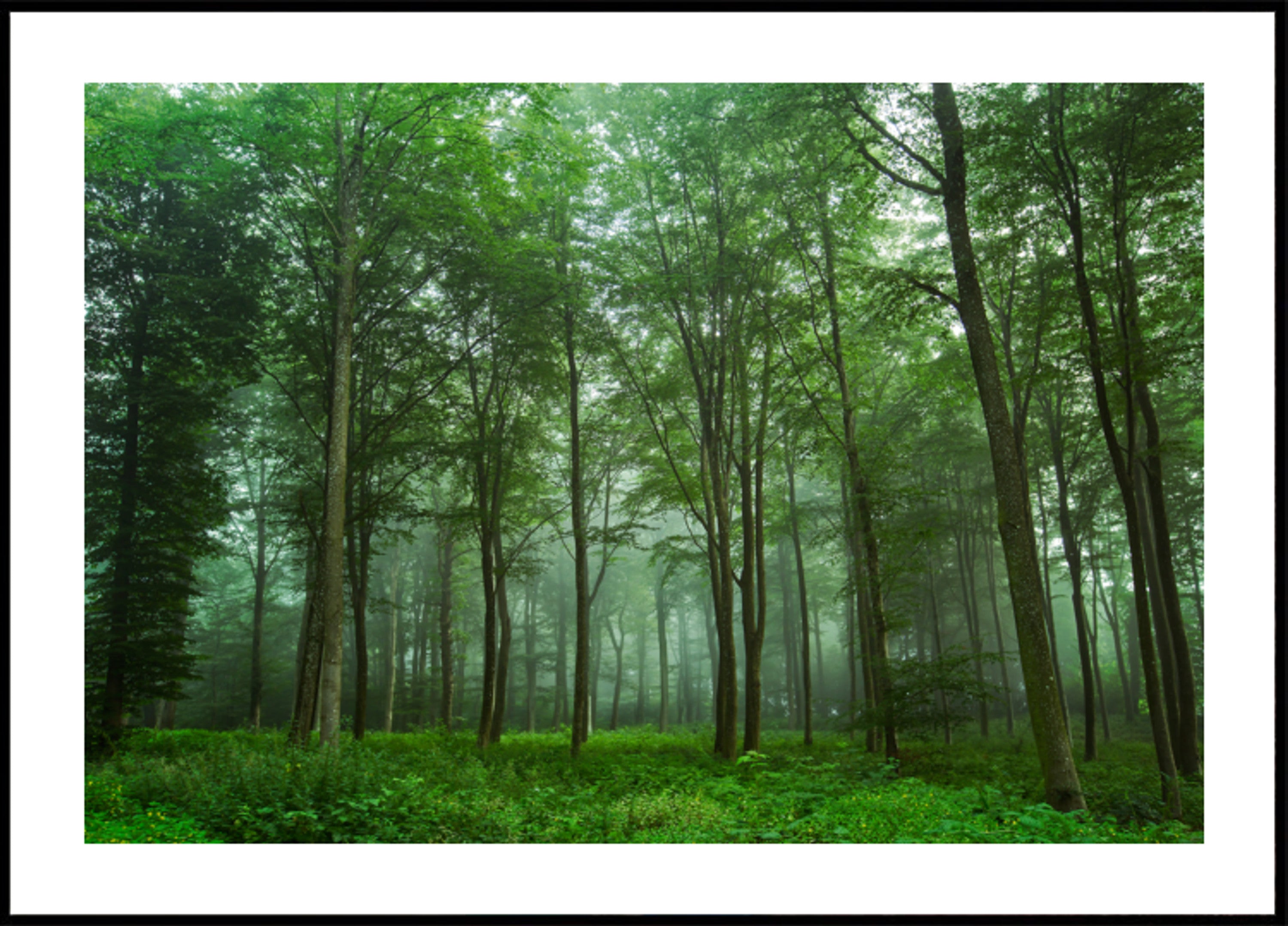 Zauberwaldnebel