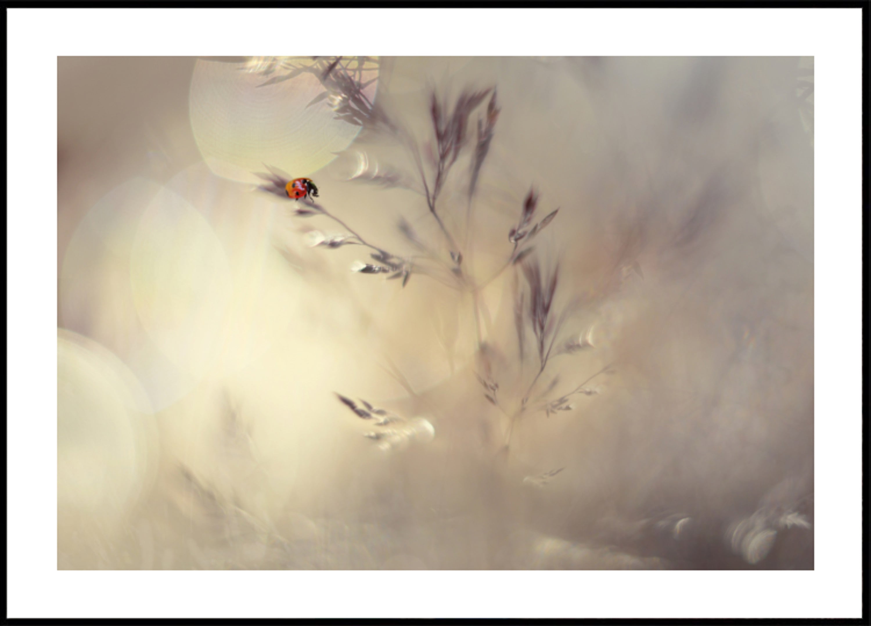 Verträumtes Marienkäfer-Bokeh