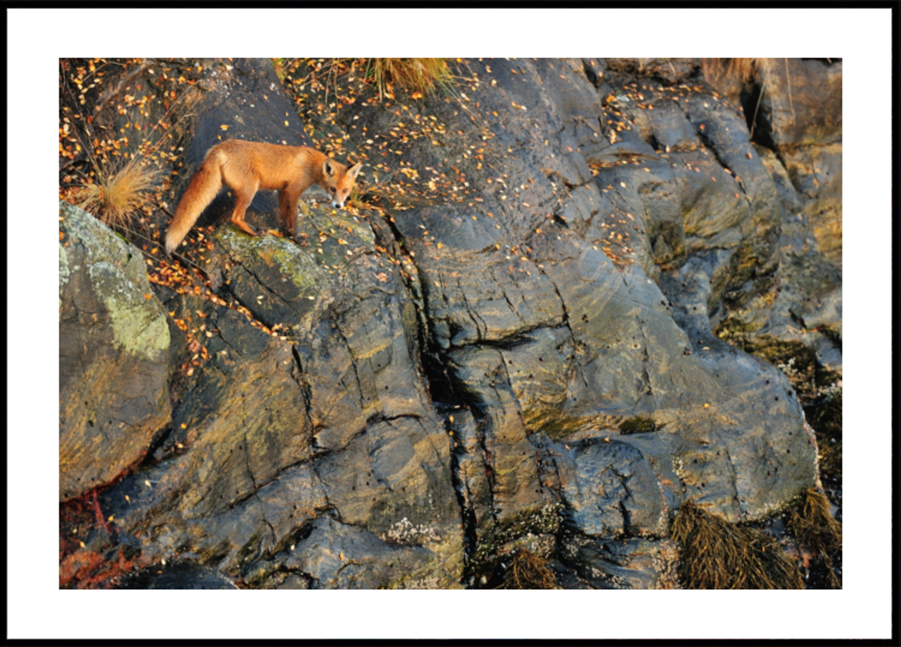 Rotfuchs auf Herbstfelsen