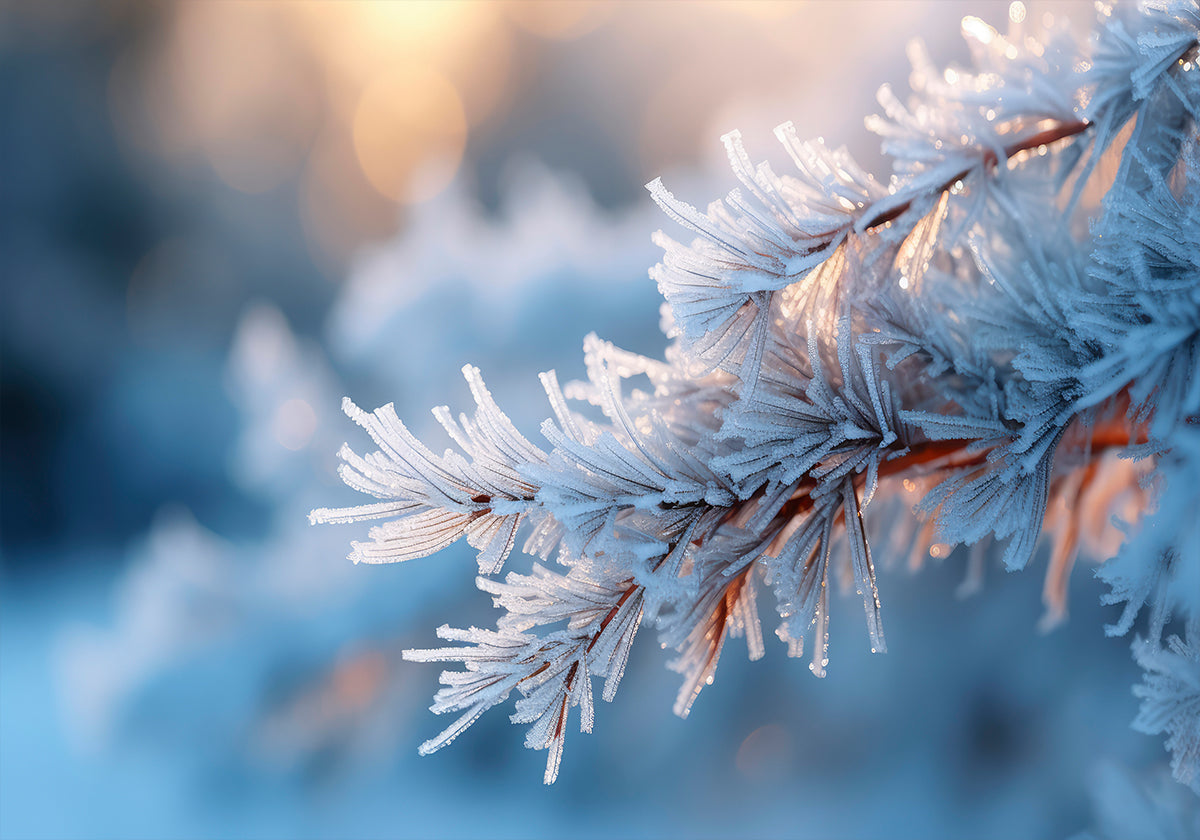 Frosted Serenity Plakat - Posterbox