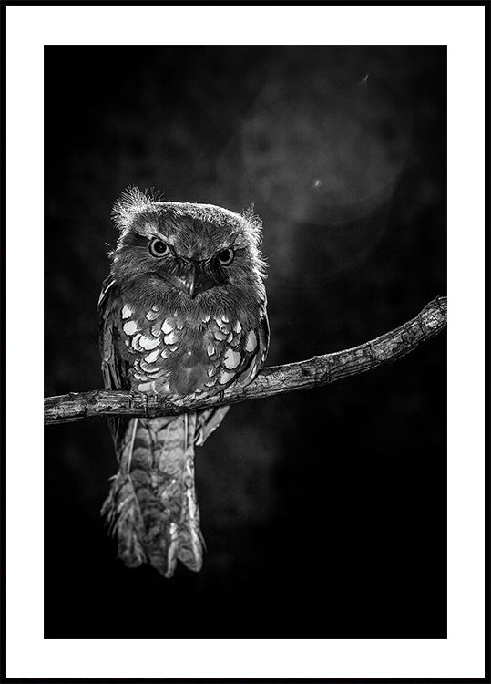 Alone in the night Plakat - Posterbox