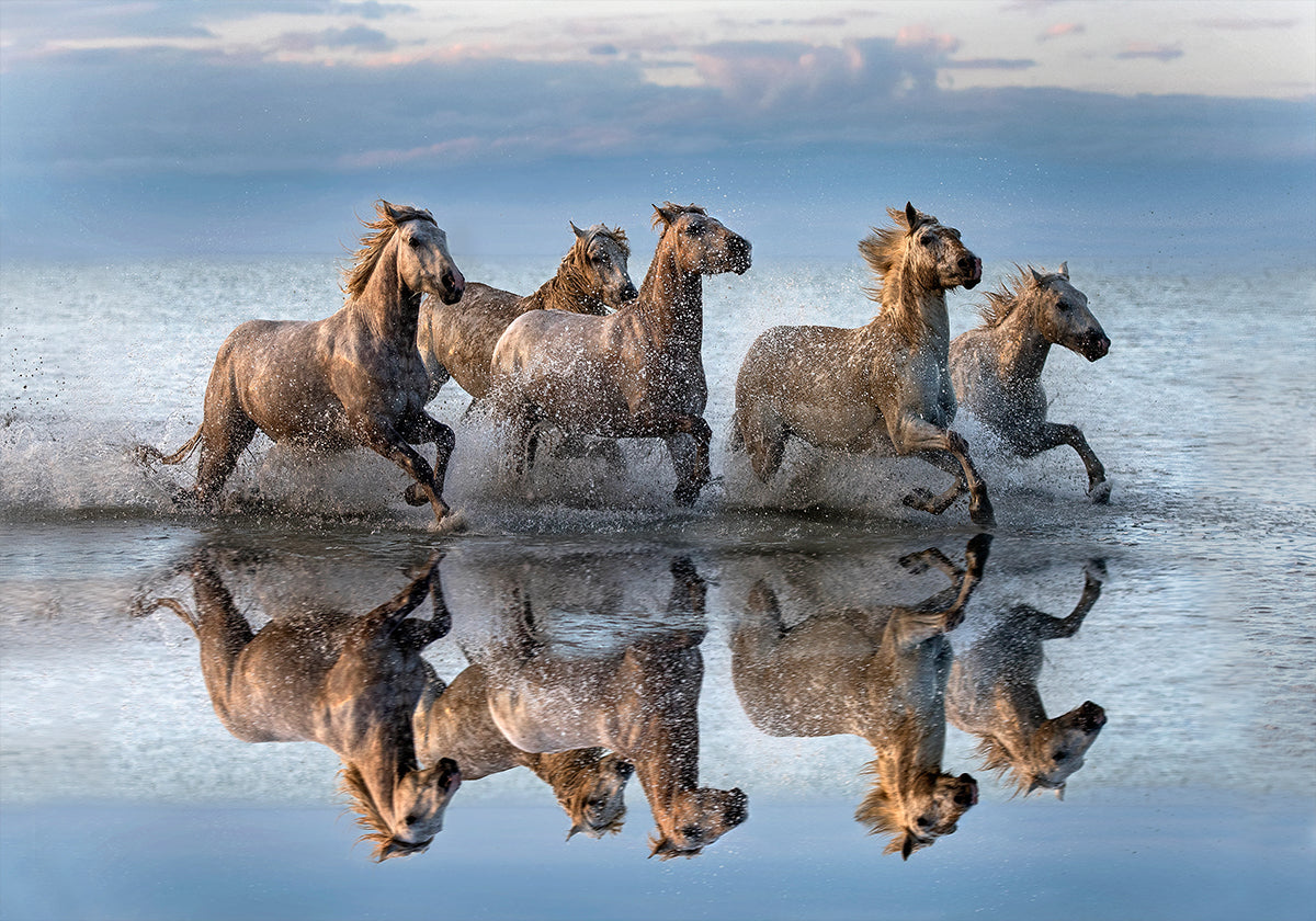 Horses and reflection - Posterbox